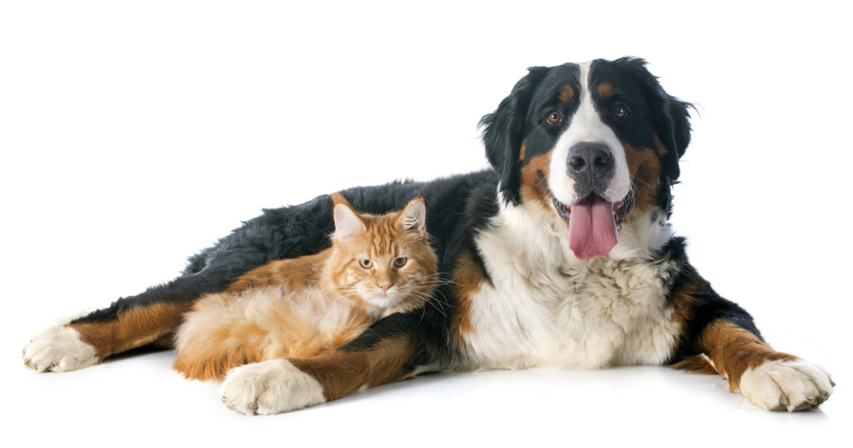 仲條正義「IS IT MOUNTAIN CAT OR MOUNTAIN DOG」 shutterstock_174001499-1.jpg