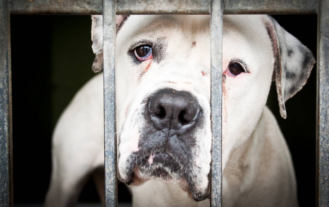 Compilation of Sad Dogs Waiting for Homes Is Heartbreaking - PetHelpful
