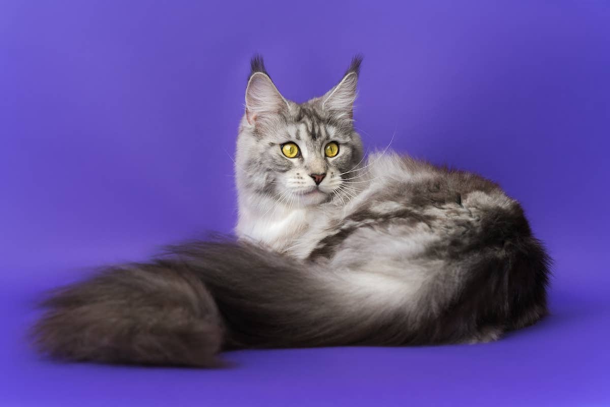 Who Breeds Biggest Coon Cats: Top Breeders Revealed