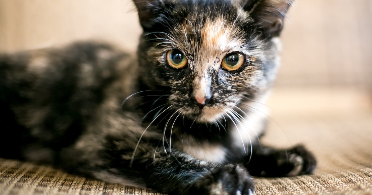 Tortoiseshell Cat Health Problems: Essential Insights