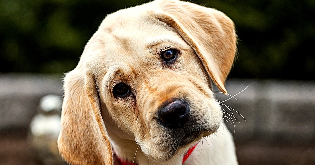 Why is My Potty Trained Dog Having Accidents: Top Causes Revealed