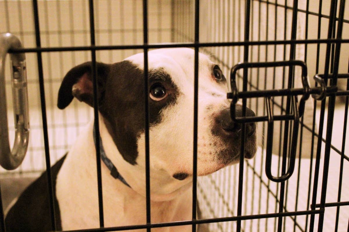 New Jersey Animal Shelter Makes Desperate Plea 'We Have No More