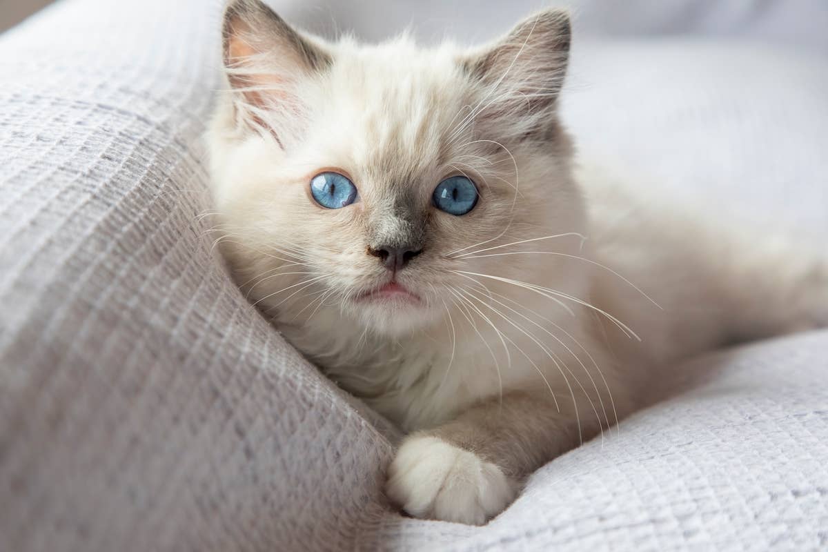 Ragdoll Kitten Uses Precious 'Silent Meows' To Avoid Waking Sleeping ...