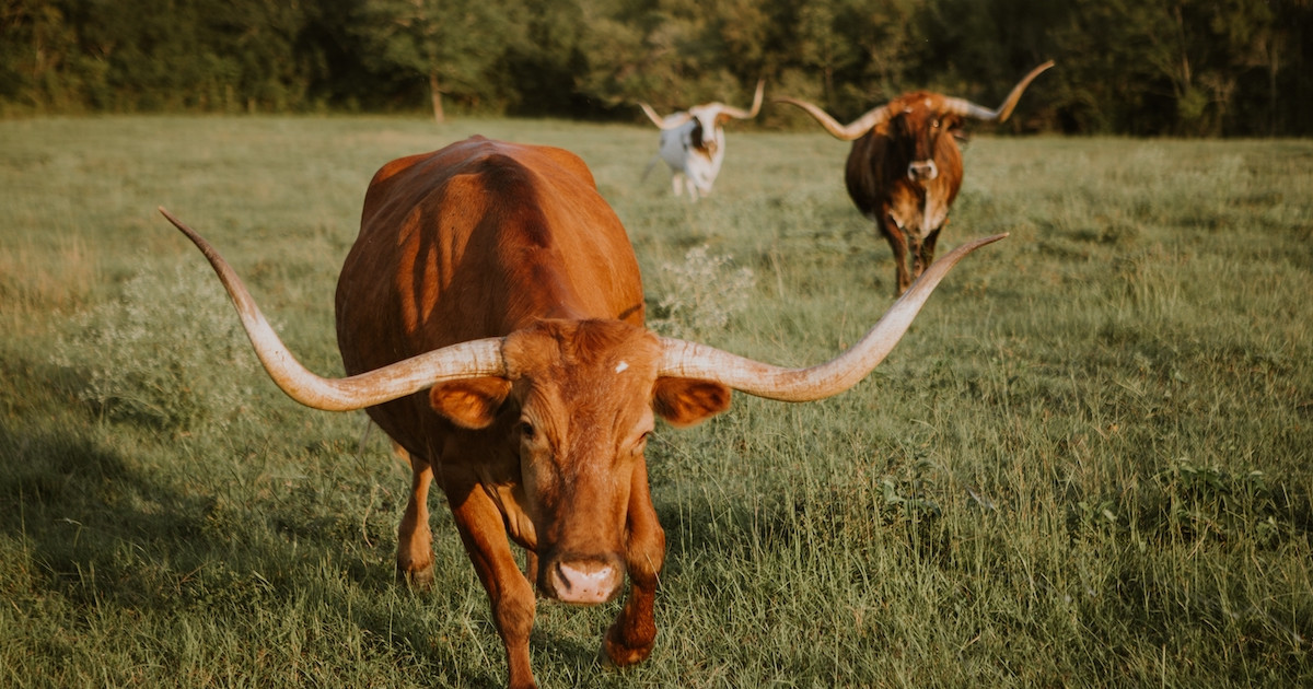 1000-Pound Texas Longhorns Get Adorable Zoomies While Moving to their  Springtime Pasture - PetHelpful