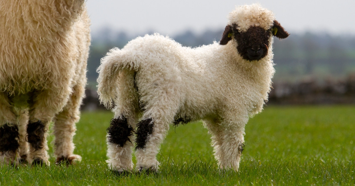 valais-black-nose-lamb-