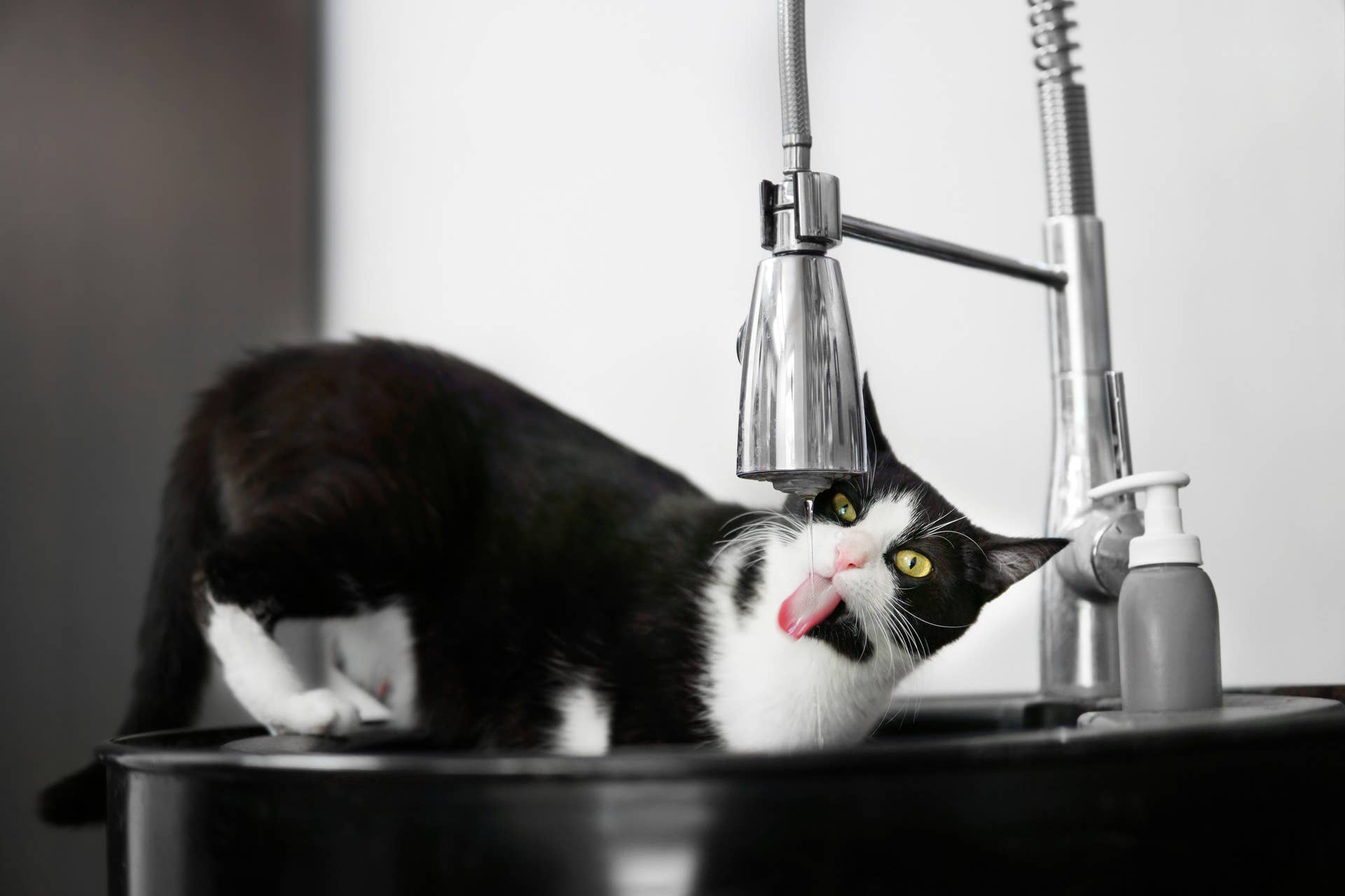 Why is My Cat Water Fountain So Loud: Causes & Quick Fixes