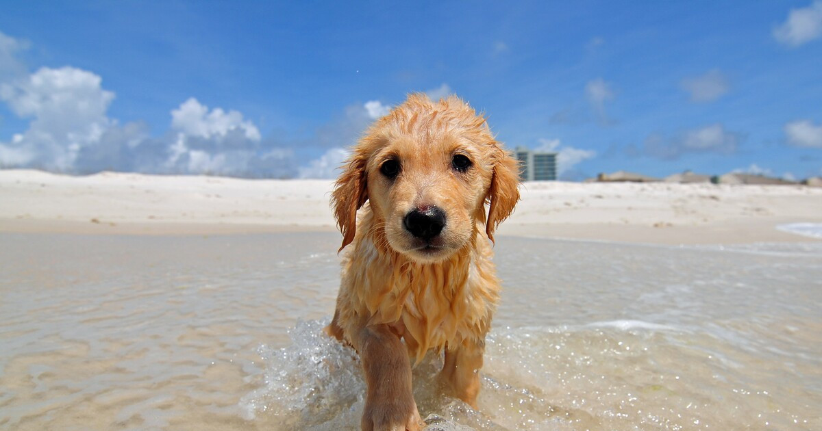 Golden Retriever Puppy Falling Asleep After First Bath Is So Adorable and Wholesome