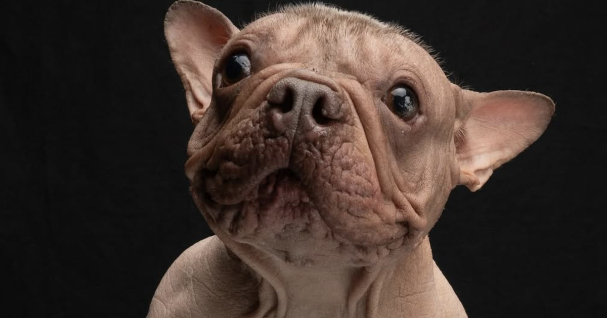 Dog Breeds Ugly: Unveiling Unique Charm