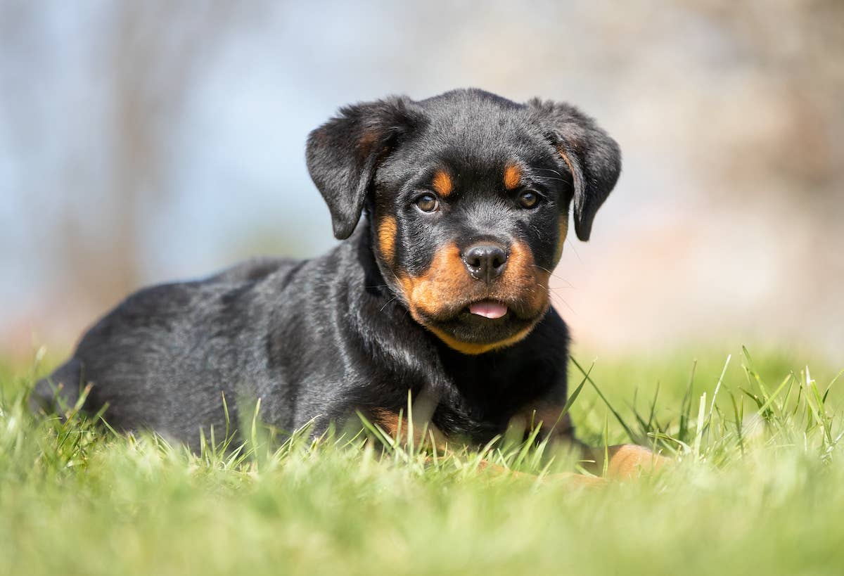 Fashion Influencer Rescues Stray Rottweiler Puppy in the Most ...