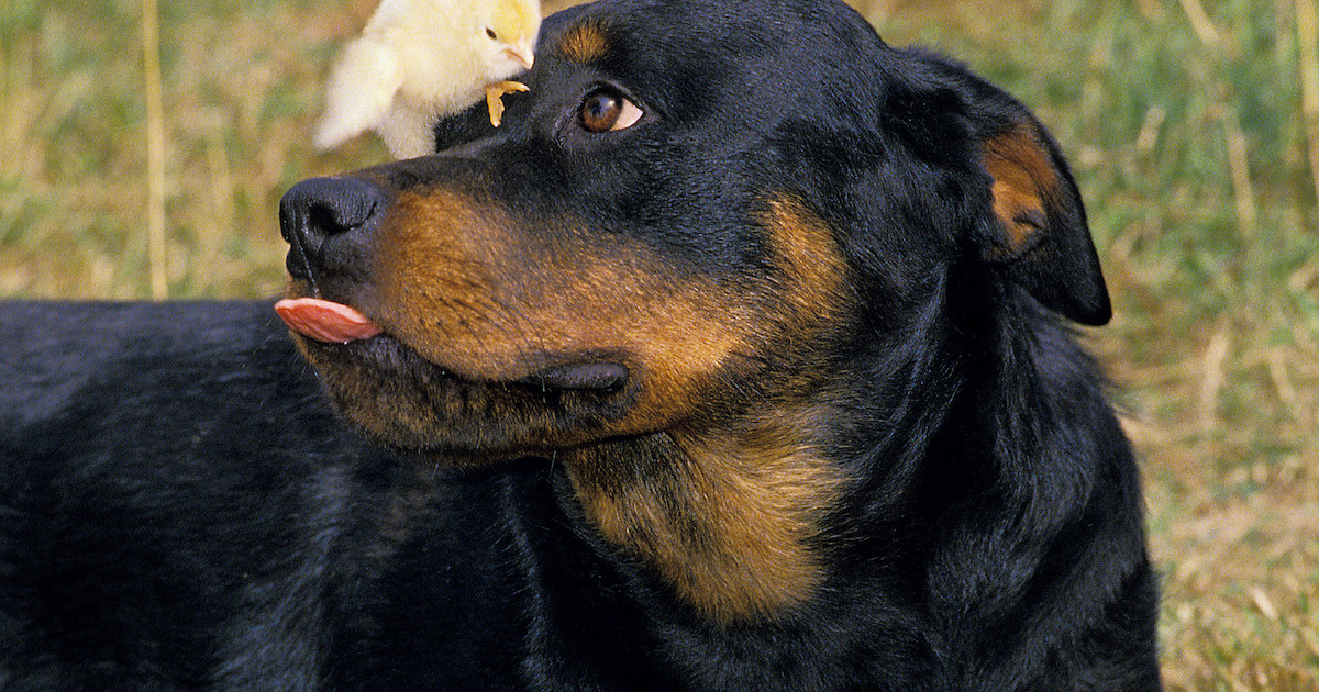 Gentle Rottweiler Meeting Chicken Friend’s New Chicks Is the Ultimate ...