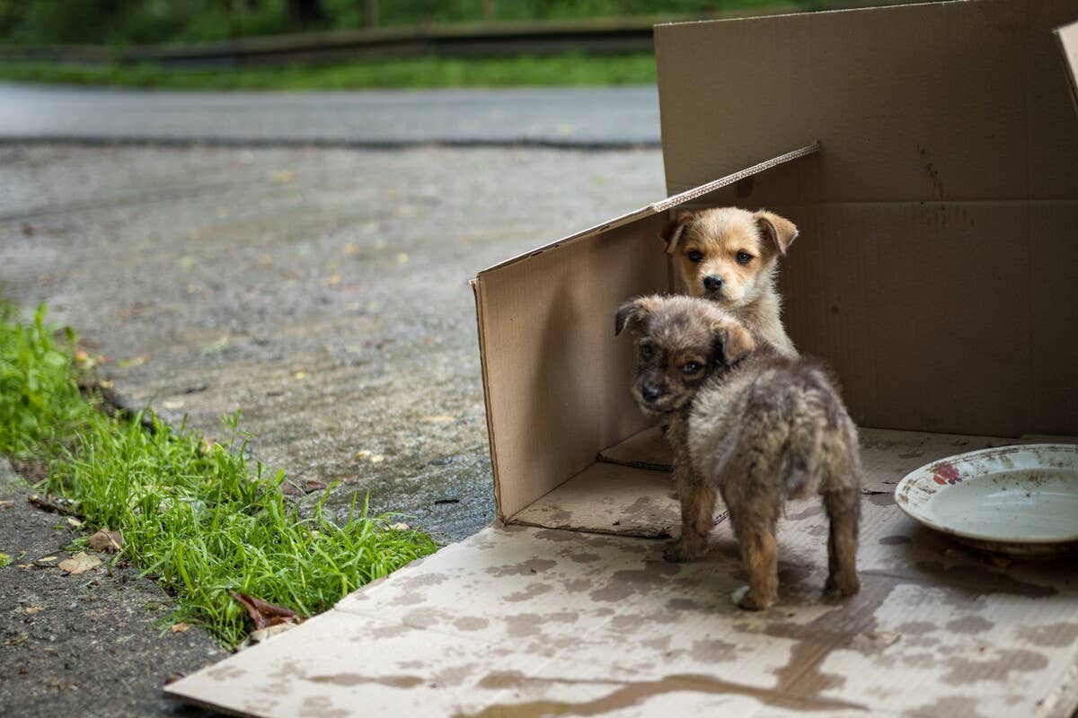 Story of Helpless, Abandoned Puppies Rescued From Rainstorm Has People Cheering - PetHelpful