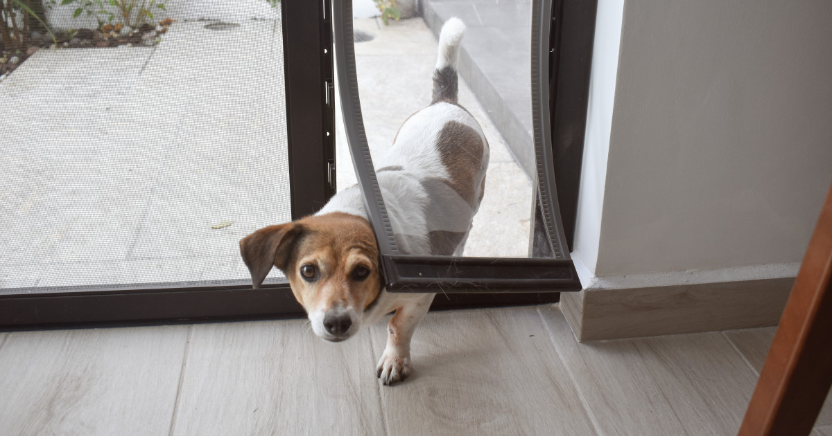 Install Automated Pet Door: Easy Steps for Ultimate Pet Freedom