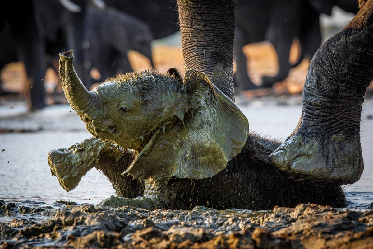 Mama Elephant Boldly Kicks Crocodile Out of Mud Hole So Her Baby Can Bathe