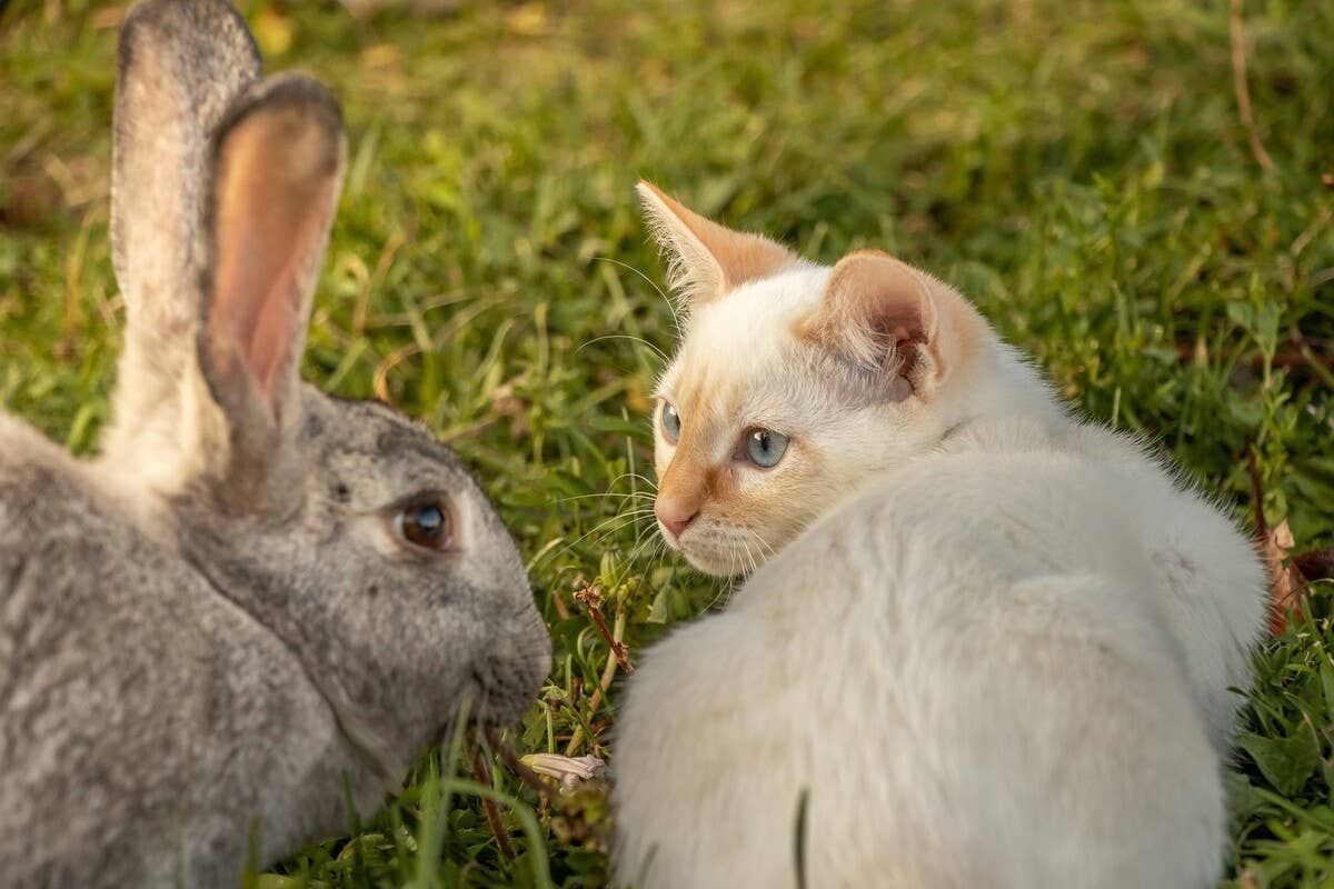 Playful Bunny Hanging Out With His Cat Siblings Like Heβs One of the ...