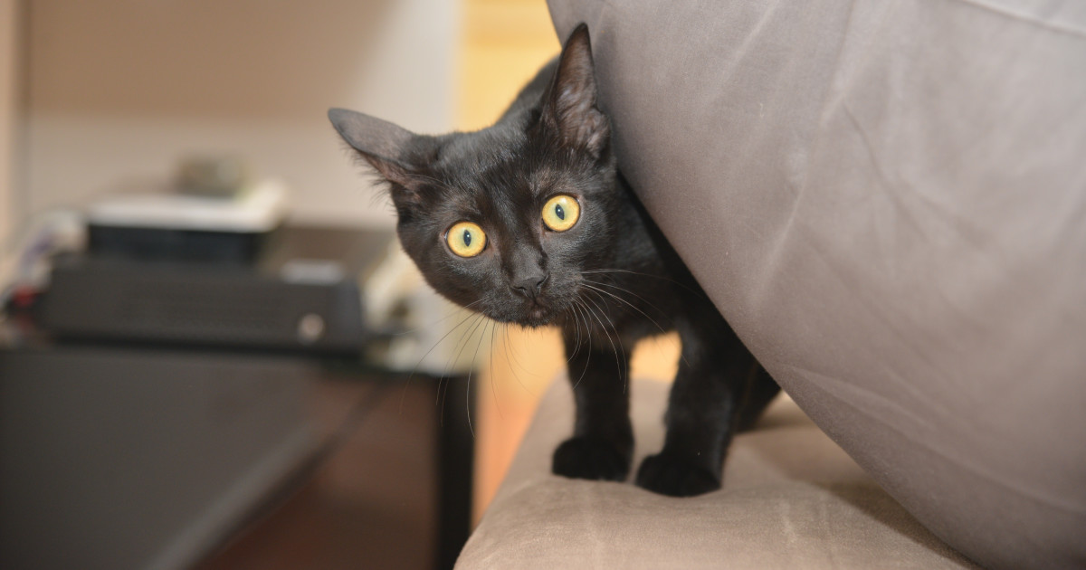 This Cat With Dwarfism Has the Sweetest Little Run