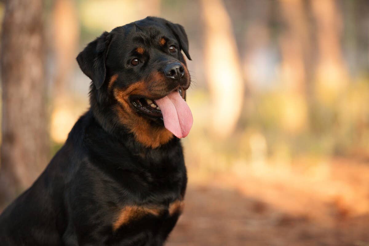 Massive Rottweiler Rolling Over To Play With Tiny Pug Sibling Is the ...