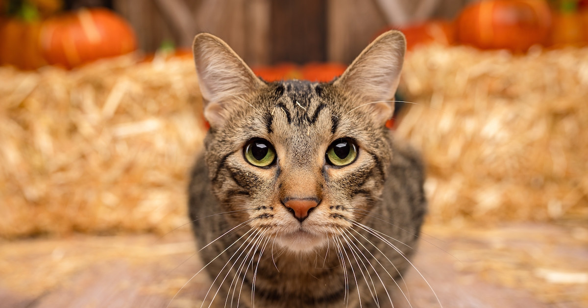TikTok Can't Stop Watching This Blind Cat's Adorable Expressions ...