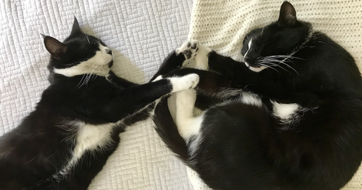 Heartwarming Story of a 20-Year-Old Grandma Cat Grooming Her 2-Year-Old Grandson