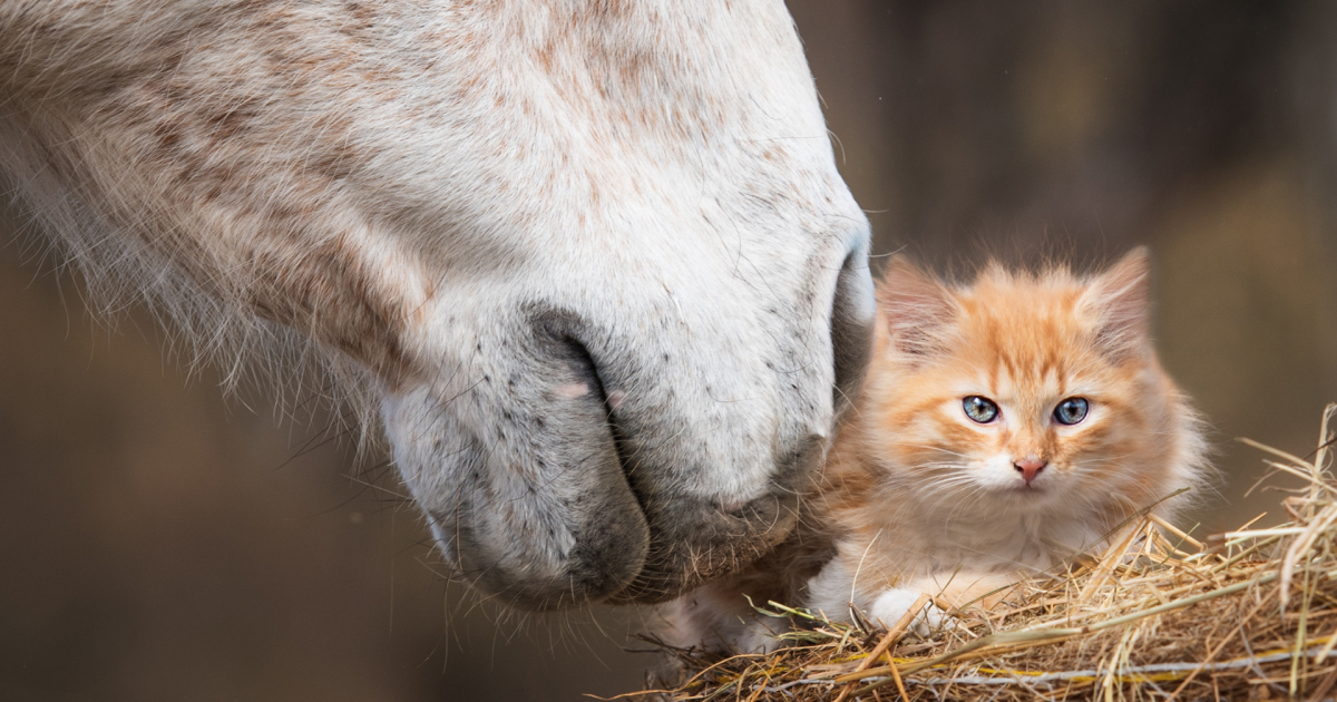 horse-cat.png