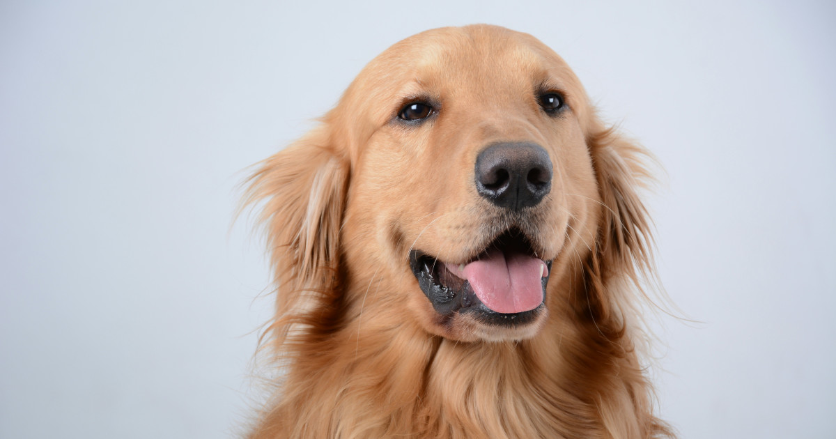 Golden Retriever Is the Ultimate Distinguished Gentleman After Trip to the Groomer - PetHelpful