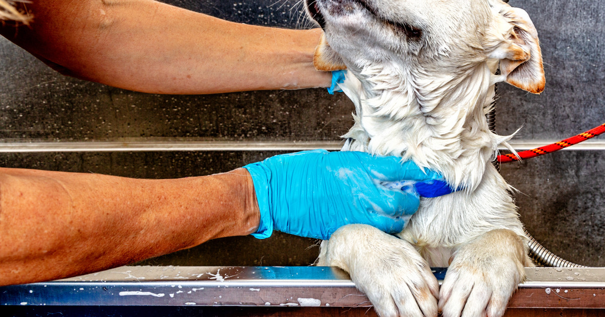 The Internet Can't Get Enough of This Dog Singing in the Shower - PetHelpful