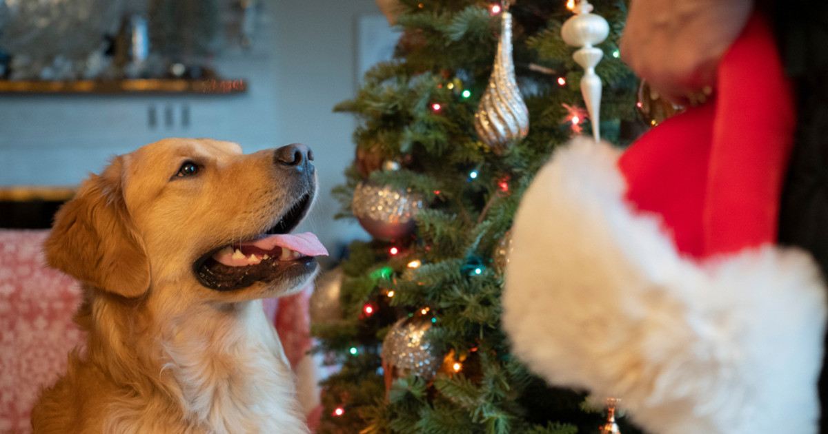 Golden Retriever Visits Santa With Toddler Sibling and the Funniest Fail Ensues - PetHelpful