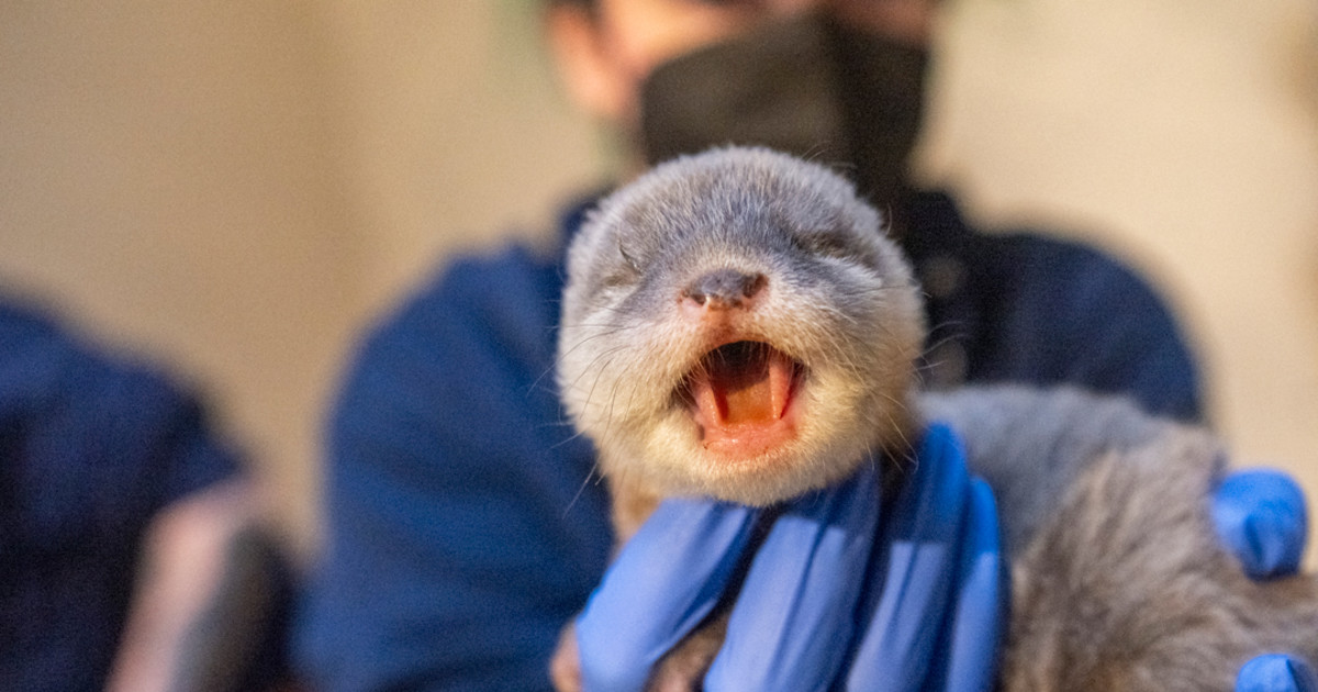 Baby Otter Born at Tacoma Zoo Is So Adorable, Everyone Is Completely Obsessed