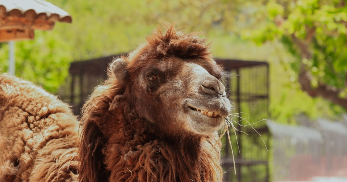 Pet Camel Acts Like a Big Puppy and People Can't Get Over the Cuteness - PetHelpful