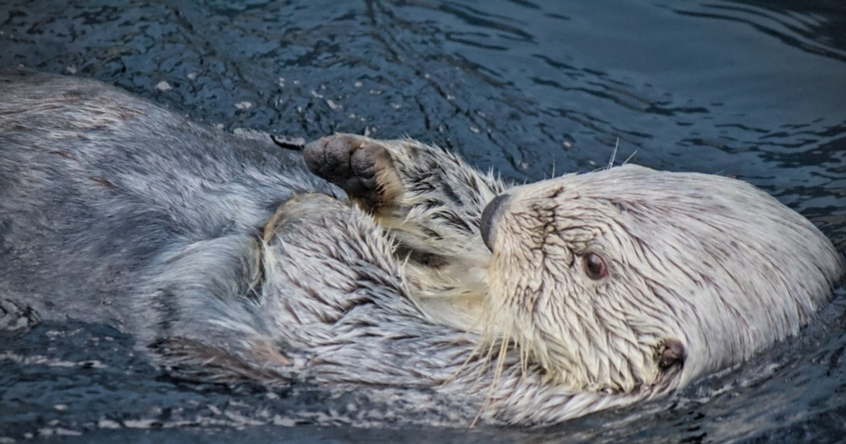 Mom's Excitement Over Baby Otter Floating by Himself Is Too Cute for Words - PetHelpful