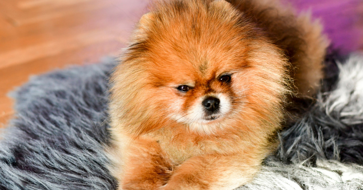 Pomeranian Silently Begs Mom to Make Cat Sibling Move off of Her Spot ...