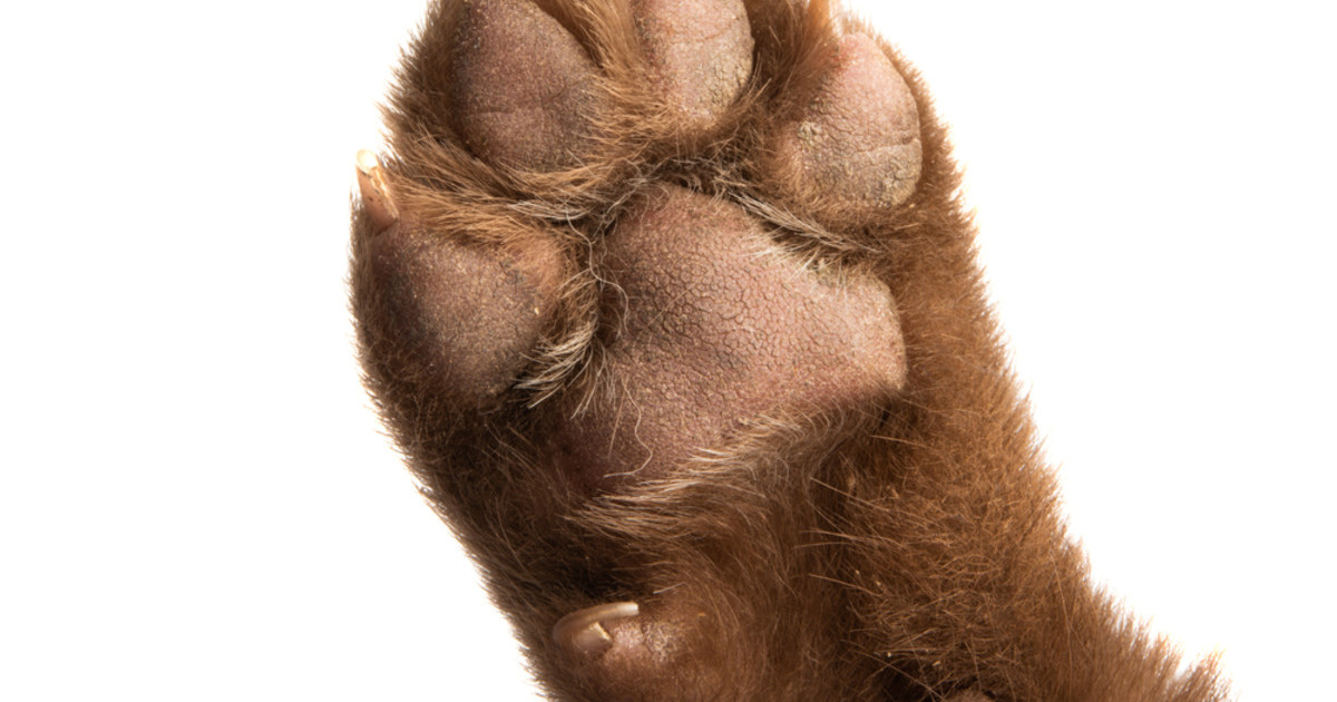 Cat Teaches Golden Retriever Puppy Cute Hand Gesture, and It’s Adorable