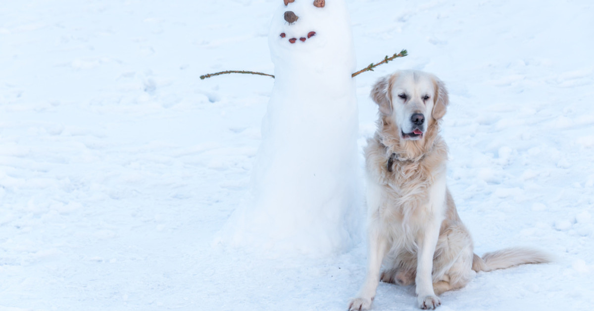 Golden Retriever Meeting Her First Snowman Is Too Cute for Words