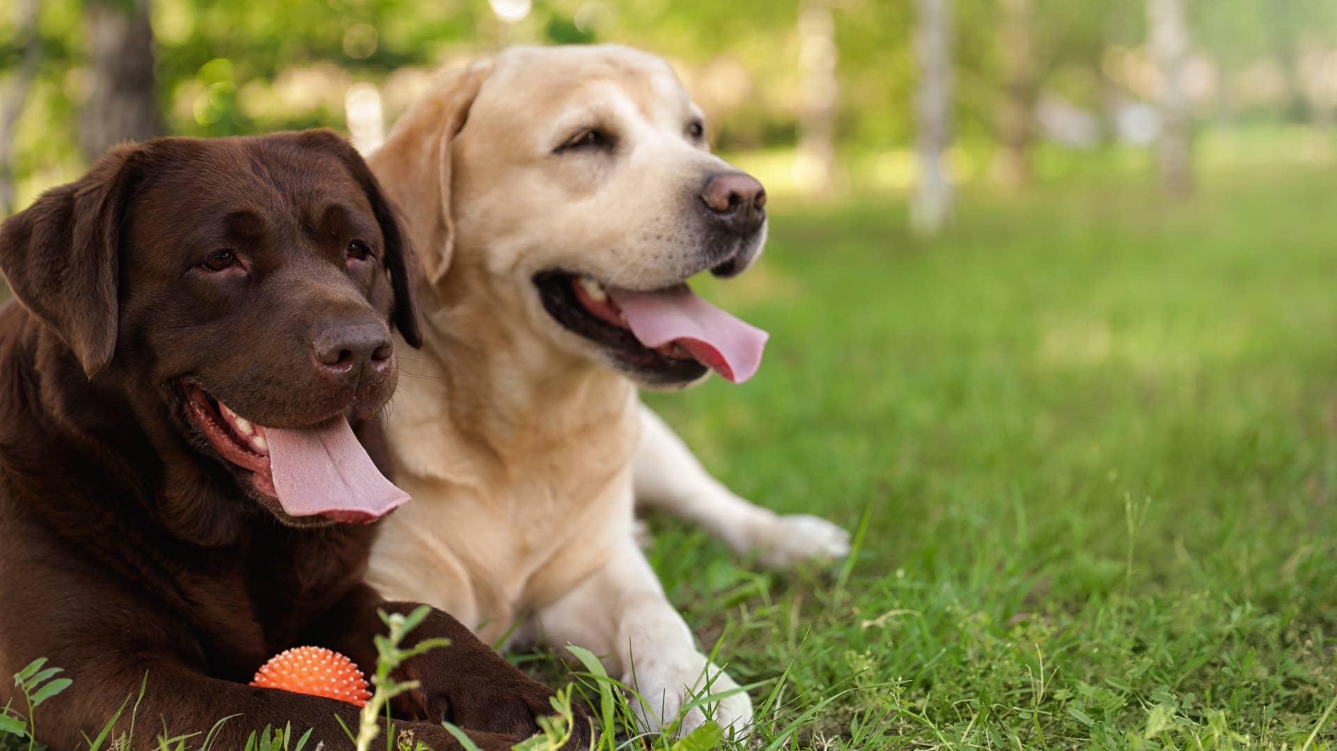 TikTok Clip Shows Labradors Saying Grace Before Eating - PetHelpful