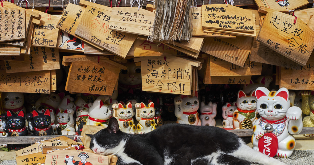 100+ Cute Japanese Cat Names for Your Pet - PetHelpful