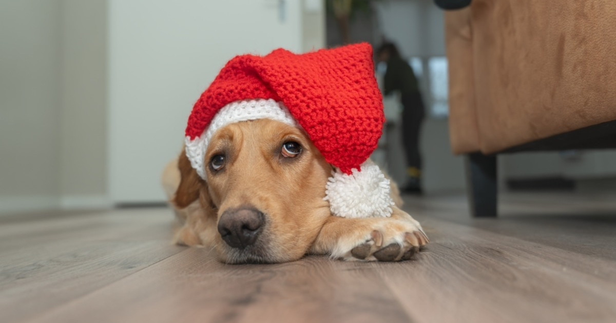 Golden Retriever Can’t Decide if He Loves or Hates Neighborhood Christmas Carolers - PetHelpful