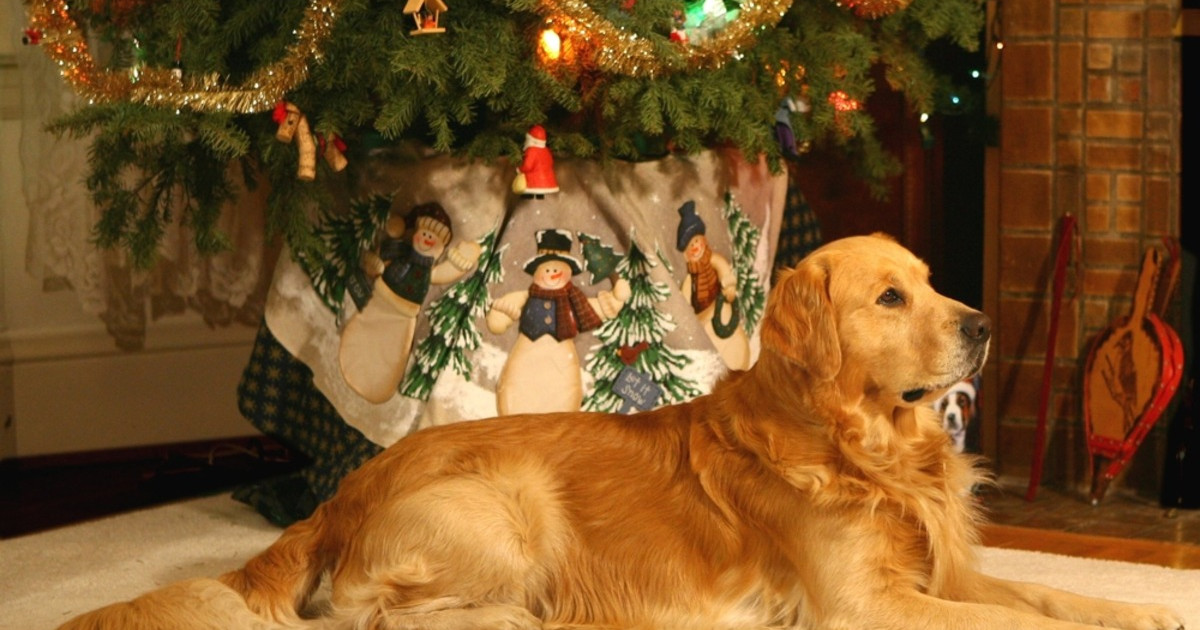 Golden Retriever's Adorable Flop in Front of the Christmas Tree Is Straight Out of a Holiday Movie