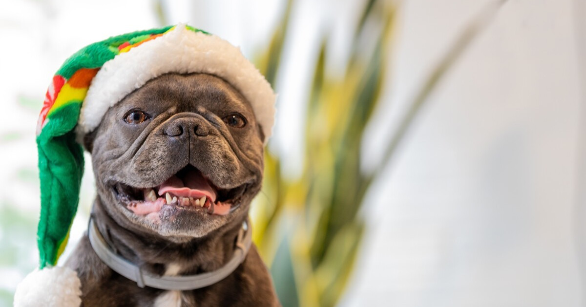 Precious 'Christmas Caroling' Dogs Will Get Anyone Into the Holiday Spirit - PetHelpful
