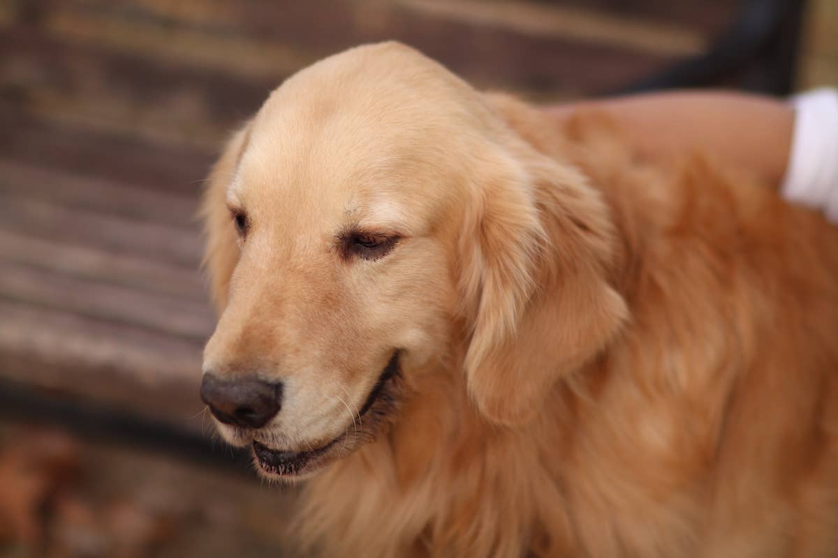 Golden Retriever Reunites With His Human After a Week Apart PetHelpful — free download