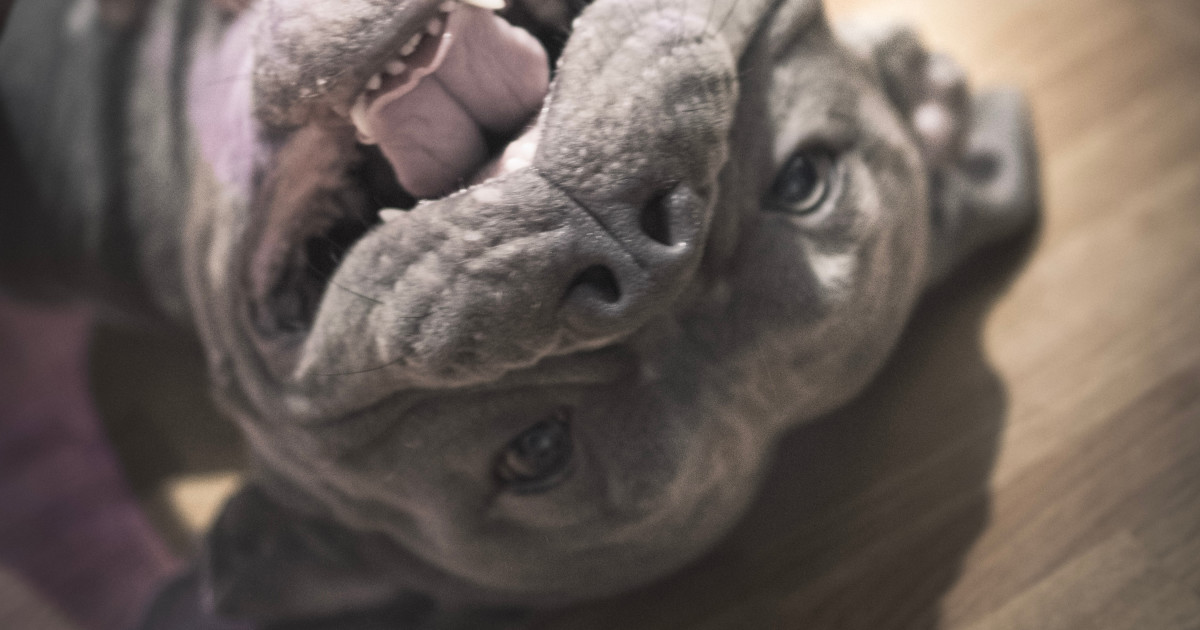 American Bully Meets a Beetle and Completely Loses Her Composure - PetHelpful