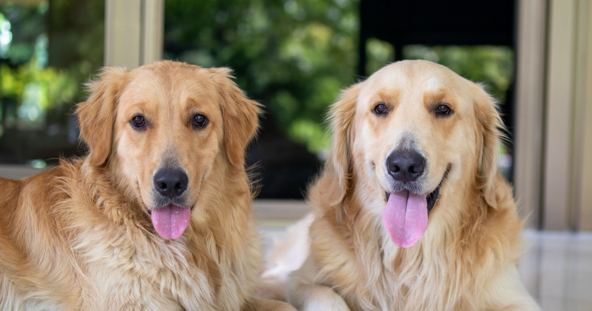 Golden Retriever Siblings Failed the Chicken Nugget Test with Zero Regrets
