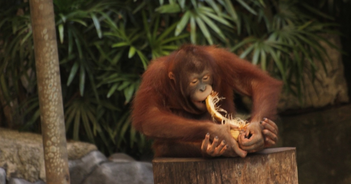 Baby Orangutans Learning How to Crack Open a Coconut Are Too Cute for Words
