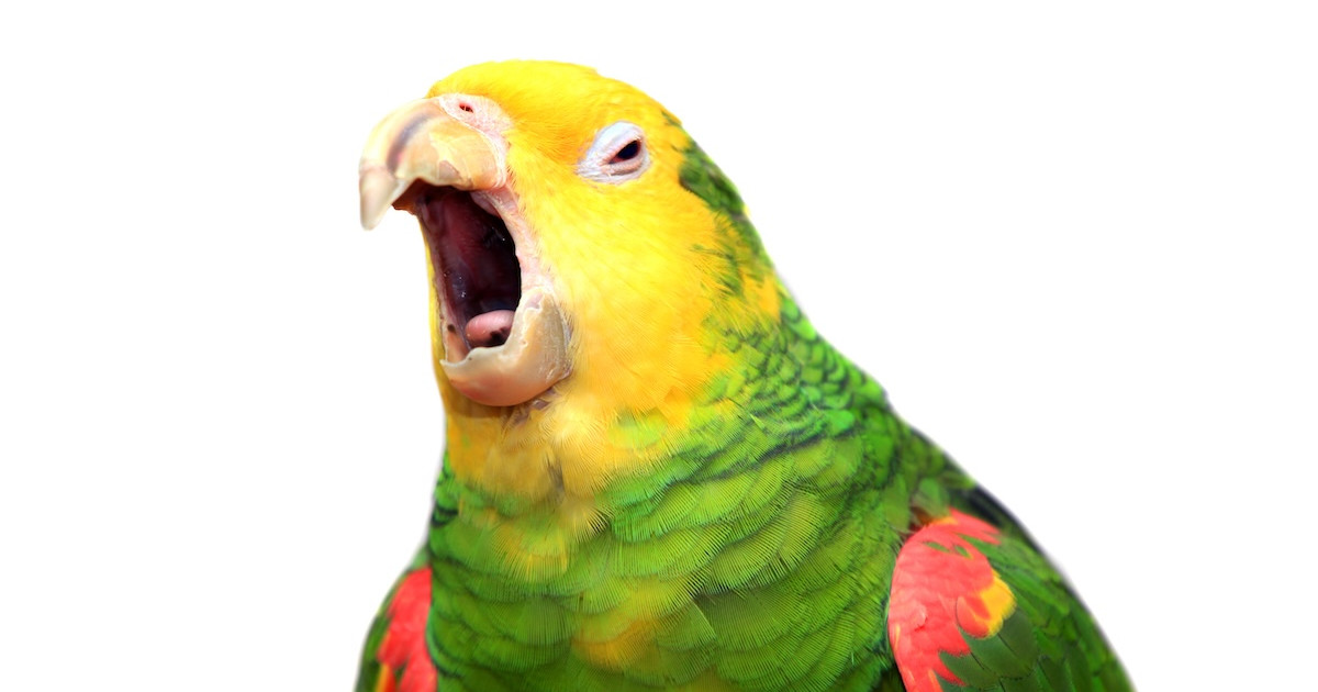 Shih-Tzu and Parrot Singing Make the Perfect 'Chaotic Duo' and We're Laughing Out Loud