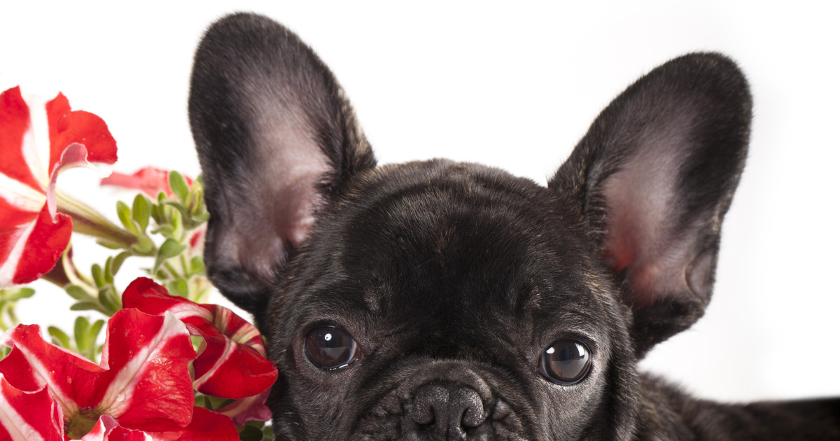 Martha Stewart Welcomes New Four-Legged Companion, and It's Love at First Sight