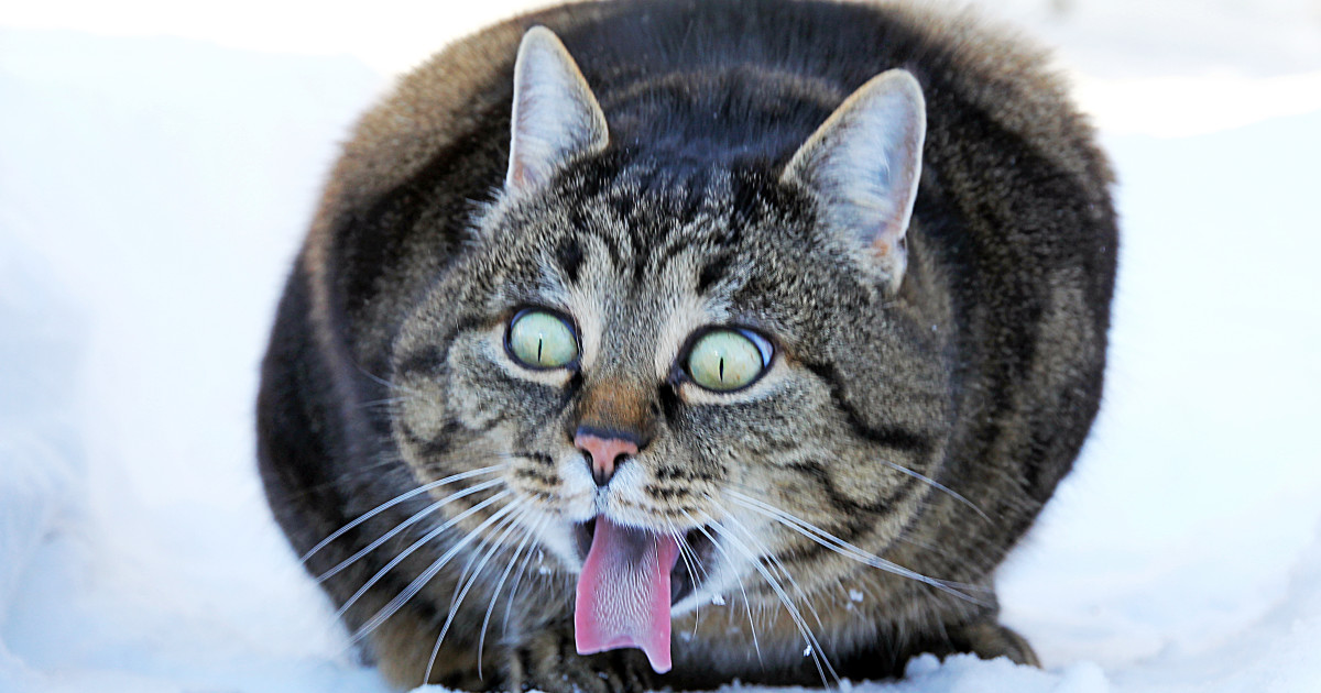 Indoor Cat Goes Outside for a Moment and Immediately Regrets Everything - PetHelpful