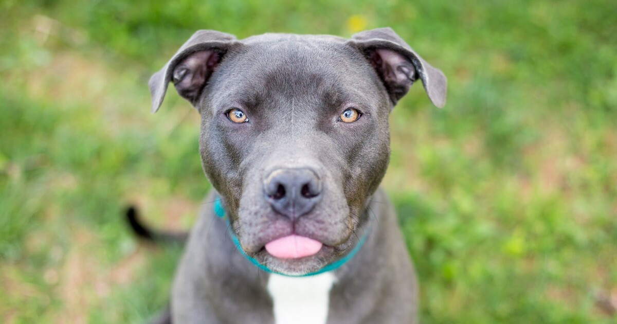 Massive Pit Bull Getting a 'Bow' Makeover From His Tiny Human Sister Is as Sweet as It Is Hilarious