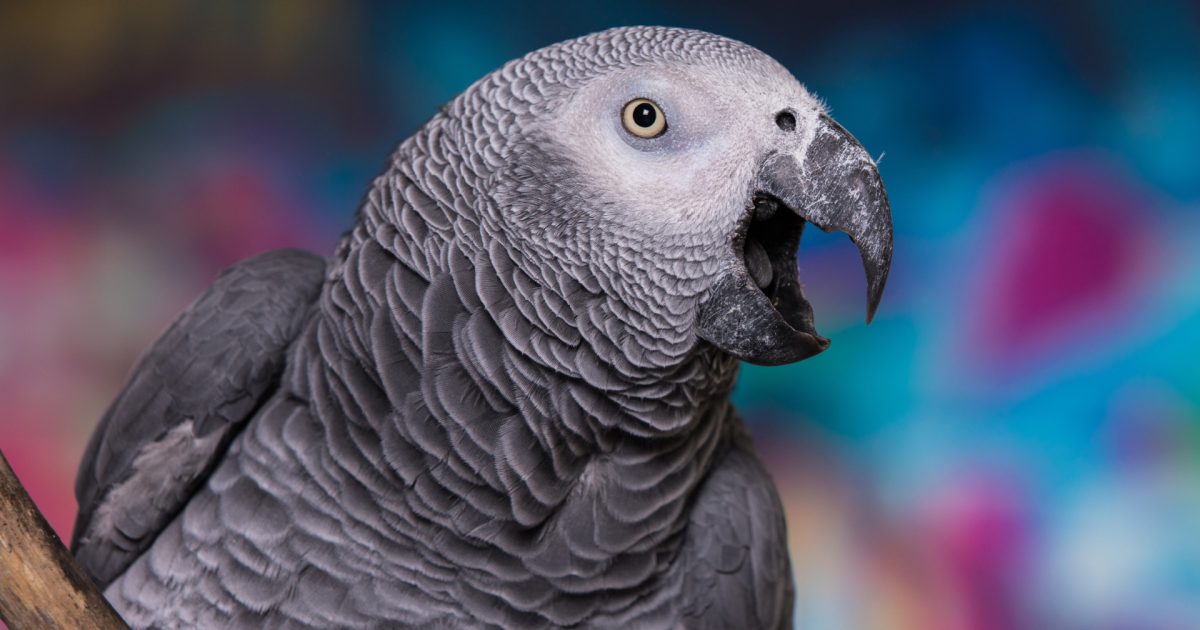 African Grey Parrot Hilariously Rage-Baiting Mom Is Such a Whole Vibe - PetHelpful