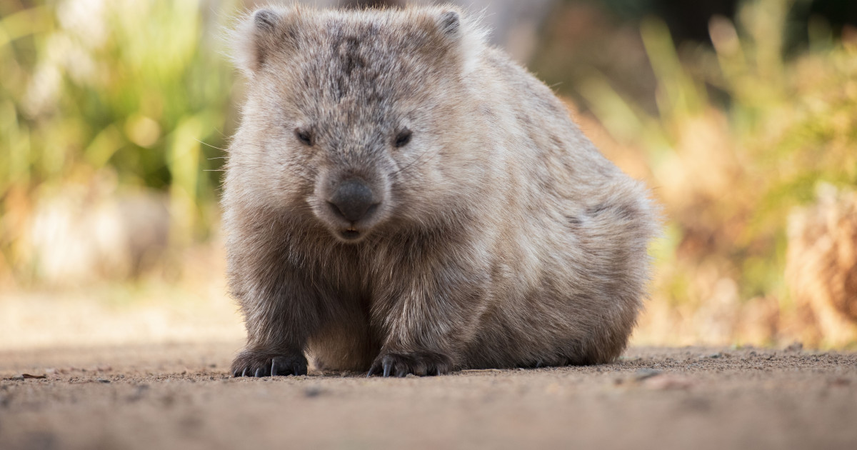 Adorable Wombat's Zoomies Are the Definition of Pure Joy - PetHelpful