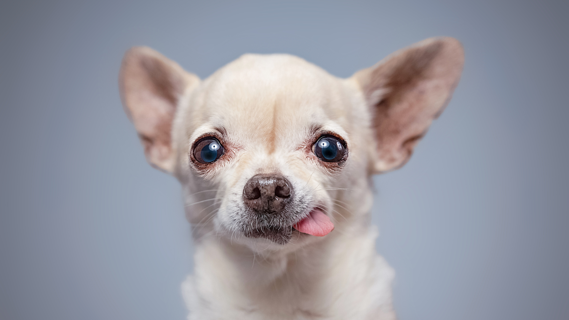 Benadryl for Dogs: Side Effects of Long-Term Use - PetHelpful - Benadryl Side Effects In Dogs Long Term Use