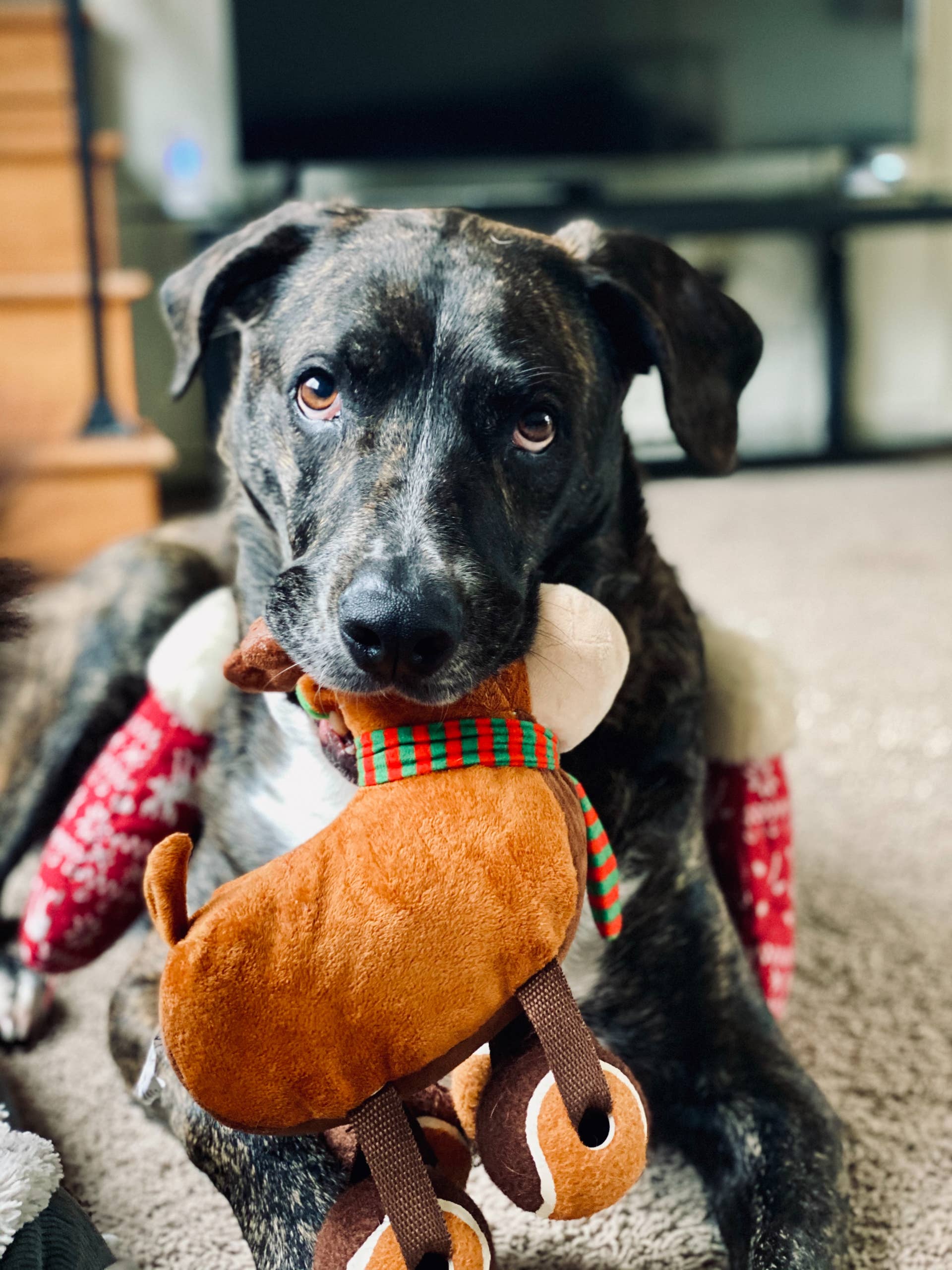 Why Is My Dog Carrying Her Toy Around and Whining? - PetHelpful