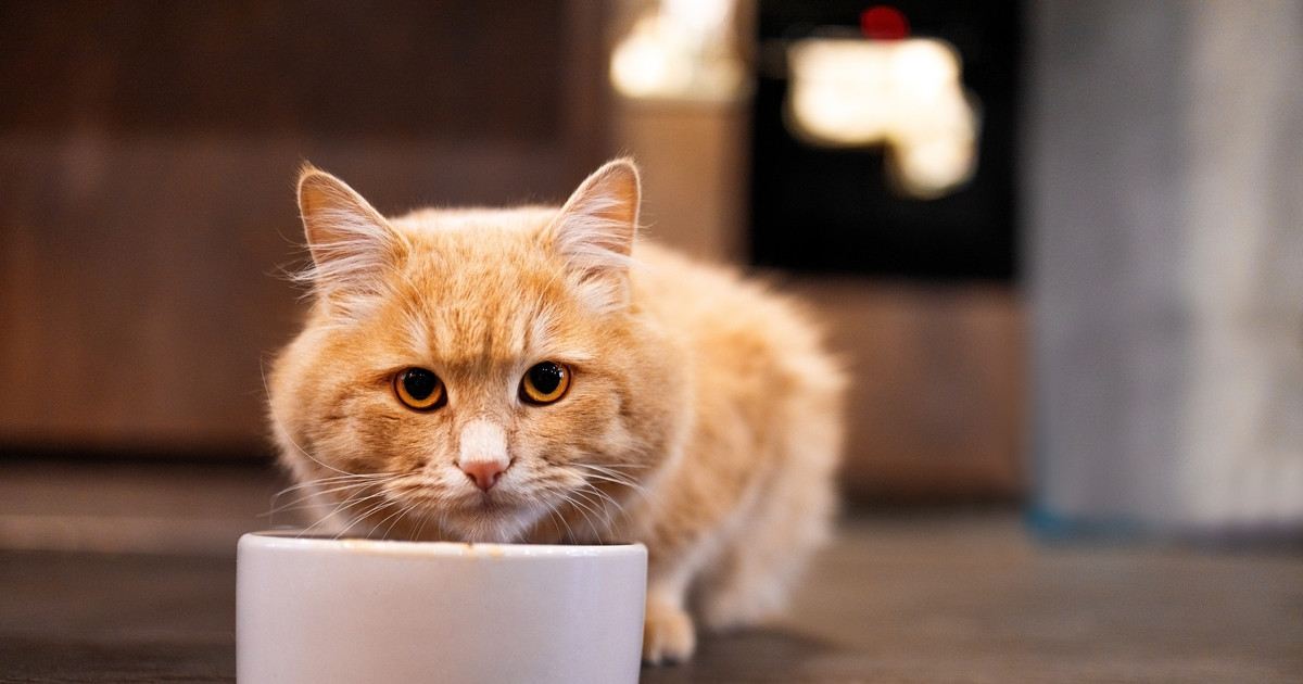 best cat food for bladder crystals